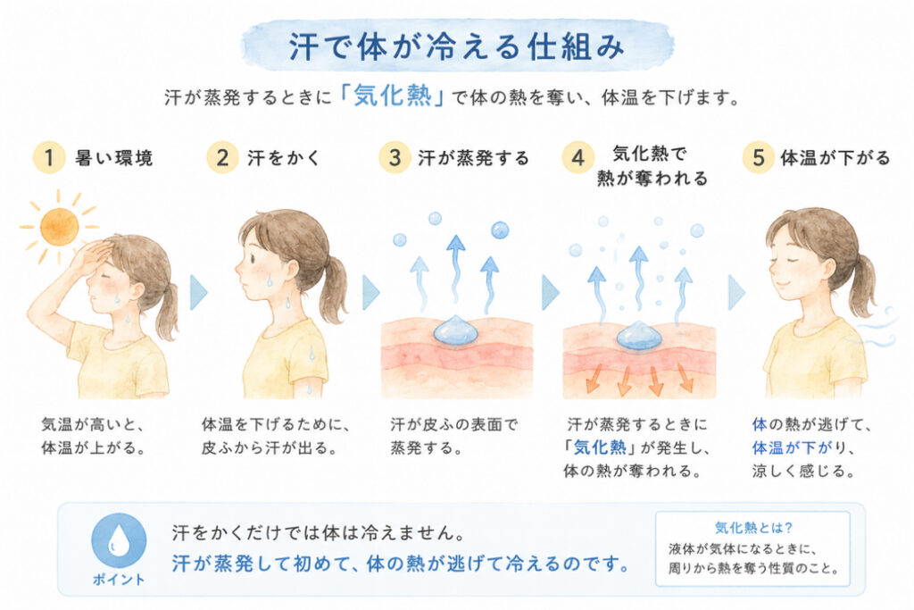 汗で体が冷える仕組みを表すイラスト